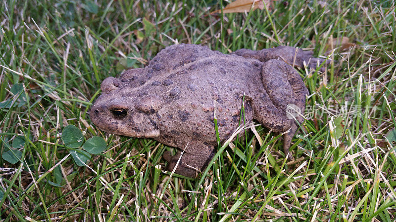 特写的西方蟾蜍(Anaxyrus boreas)。